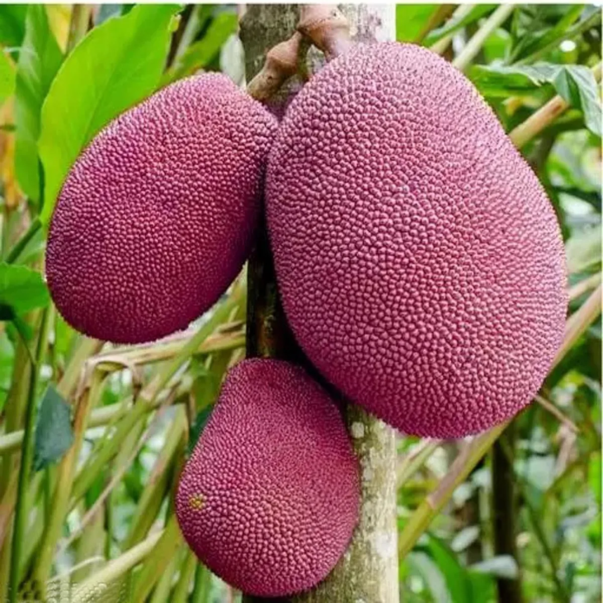Thai Pink Jackfruit (થાઈ પિંક ફણસ)